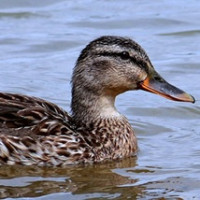 Ptačí chřipka: Aktuality k nákazové situaci